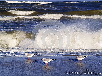 Three gulls Stock Photo